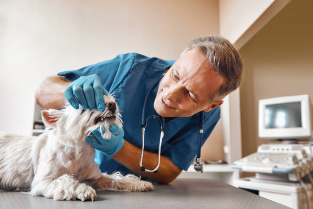 Best Emergency X-Rays and Diagnostics in Princevle, IL
